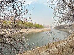 -桃花堤公园