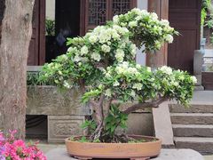 -惠山古镇·寄畅园