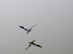 -北岐滩涂