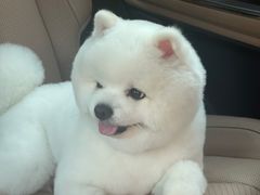 -FAELING PETS美天灵宠物(富力广场店)