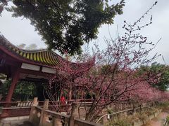 -望江楼公园