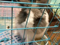 -志龙皇冠吃货椰子铺
