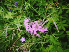 -白草畔自然风景区