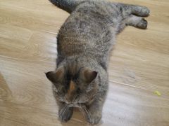 -滚猫咖啡·猫咖·猫友好撸猫(未来城店)
