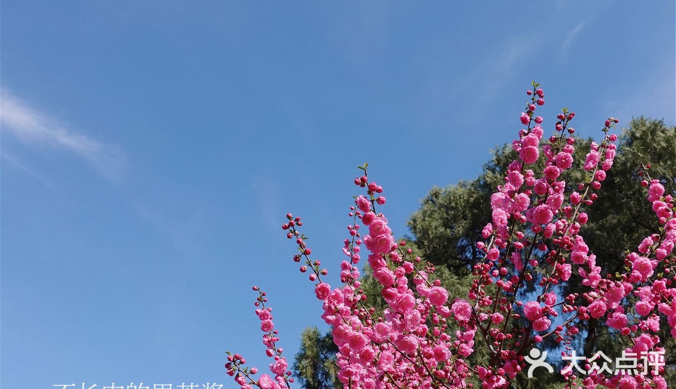 果茶春游 | 天坛的四月：花都开好了🌸
