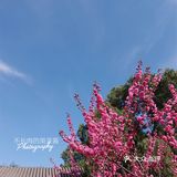 果茶春游 | 天坛的四月：花都开好了🌸