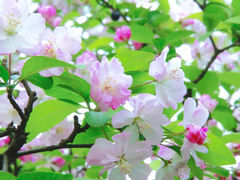 -棠湖公园