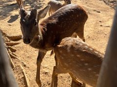 -石家庄市动物园