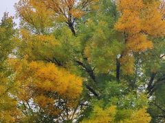 -三里屯东五街银杏大道