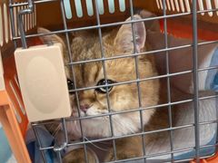 -达爱动物医院·犬猫分区·CT·复杂眼科(远洋山水分院)