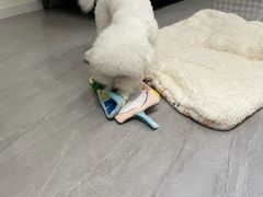 -翊宠yipet猫狗购宠庄园