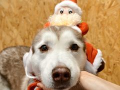 -和它·交个朋友·狗咖猫咖(爱琴海店)