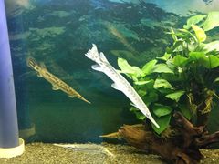 -沙沙哗啦海洋馆(华宇百花谷店)
