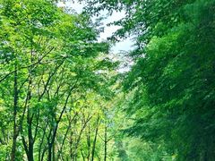 -青峰峡国家森林公园