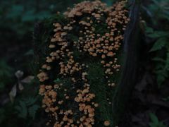 -汤旺河林海奇石景区