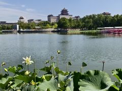 -莲花池公园
