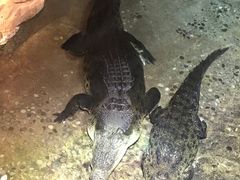 -迪拜水族馆及水下动物园