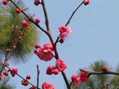 -香雪海