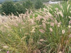 -密云玫瑰情园