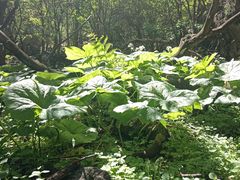 -王顺山国家森林公园