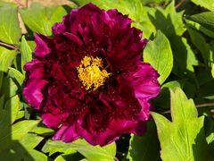 -国家植物园南园