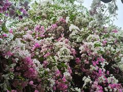 -深圳国际园林花卉博览园