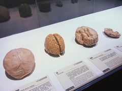 -生命奥秘博物馆