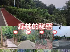 -火炉山森林公园