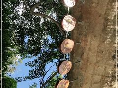 -西双版纳原始森林公园