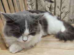 -楼上猫咖(罗湖店)