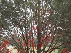 -西安青龙寺遗址景区