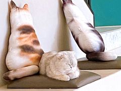-飞行喵MR PILOT|猫舍·猫咖(静安大融城店)