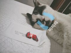 -灵美宠物诊所