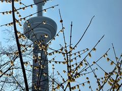 -南京古林公园