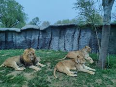 -北京野生动物园