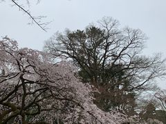 -京都御所