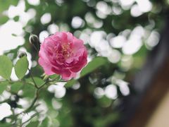 -颐和路民国时期公馆风貌区