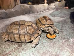 -酷嗒动物文化乐园(cutezoo西溪乐天城店)