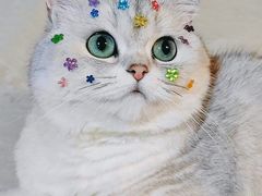 -北京观赏动物医院·24小时大型综合·猫专科·异宠专科