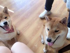 -柴犬高等学院·狗咖·柴犬售卖·宠物训练