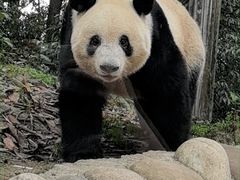 -中国大熊猫保护研究中心雅安碧峰峡基地