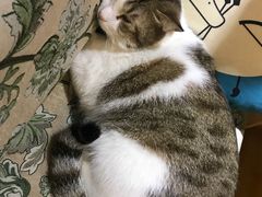 -万小咖.猫咖(中山路天虹店)