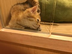 -屋虎猫馆(宝安大仟里店)