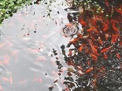 -普陀山风景名胜区-法雨禅寺
