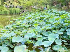 -秋霞圃