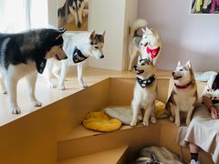 -Husky Go! 哈士奇体验馆·宠物咖啡厅狗咖