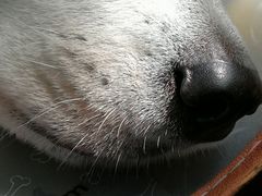 生病干干的鼻头-瑞派雷欧宠物医院·24h夜诊·心脏骨科牙科·全科重症转诊中心(无影山店)