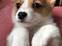 -翊宠yipet猫狗购宠庄园犬舍•猫舍