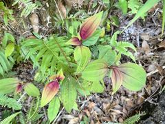 -海南热带雨林国家公园吊罗山景区