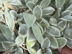 -墨尔本皇家植物园